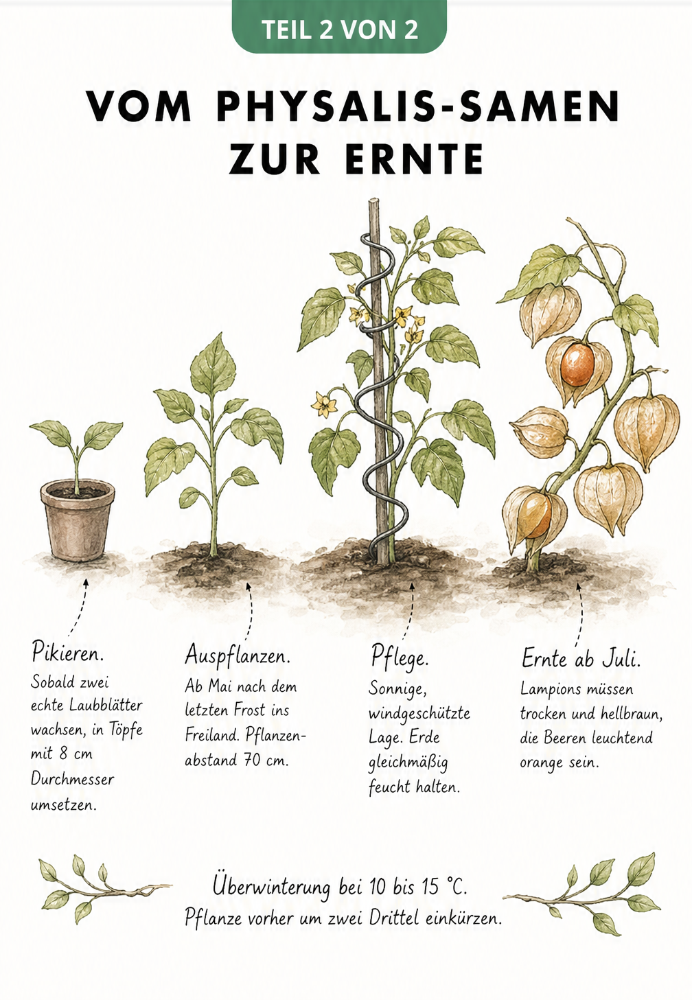 Vier Entwicklungsstadien der Physalis-Pflanze vom Pikieren bis zur Ernte