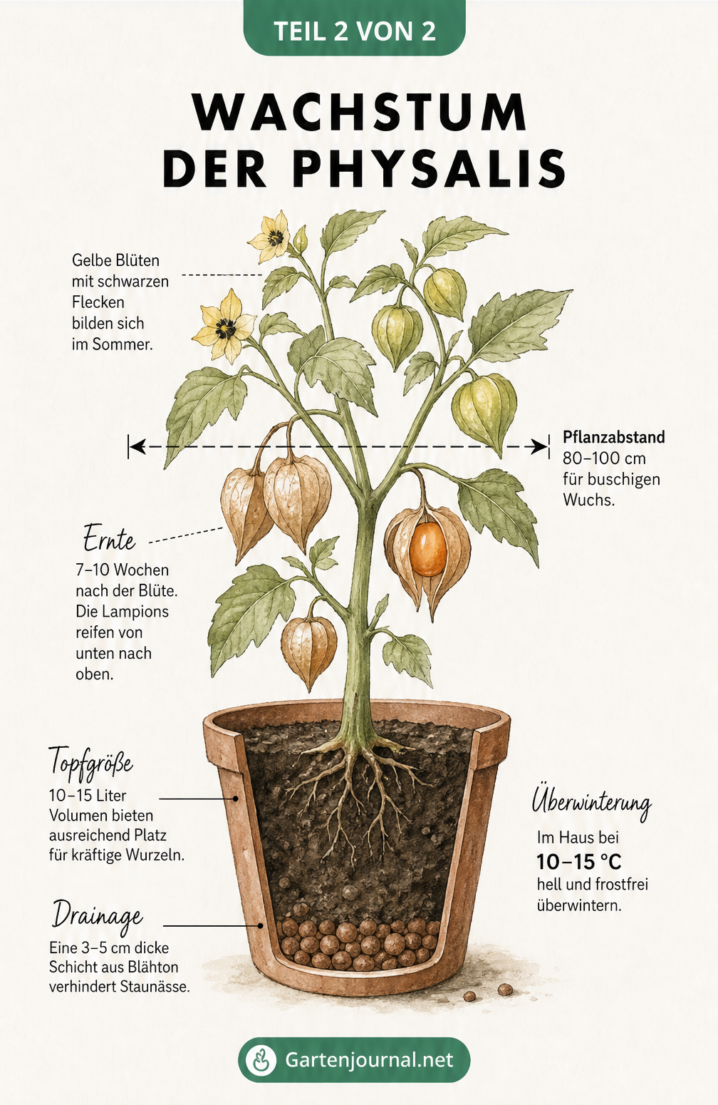 Illustration einer Physalis-Pflanze im Kübel mit Angaben zu Pflanzabstand, Kübelgröße und Reifeprozess