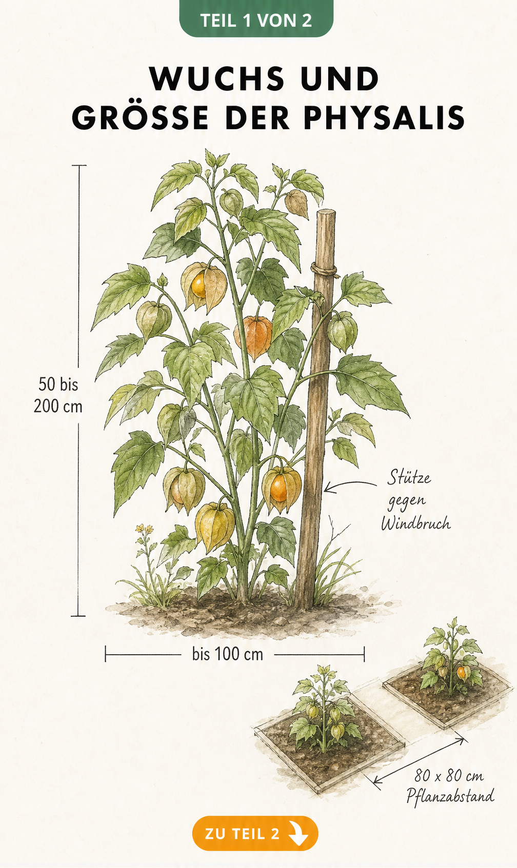 Botanische Illustration einer Physalis-Pflanze mit Maßangaben zu Wuchshöhe, Breite und Pflanzabstand