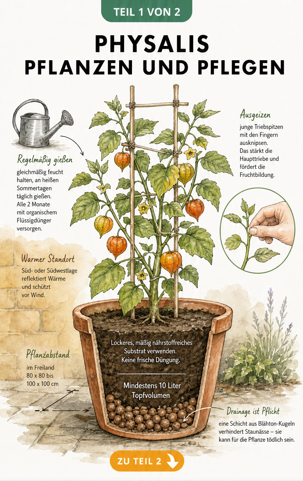 Illustration einer Physalis-Pflanze im Kübel mit Querschnitt der Erdschichten, Blähton-Drainage und Hinweisen zu Standort, Pflanzabstand und Pflege.