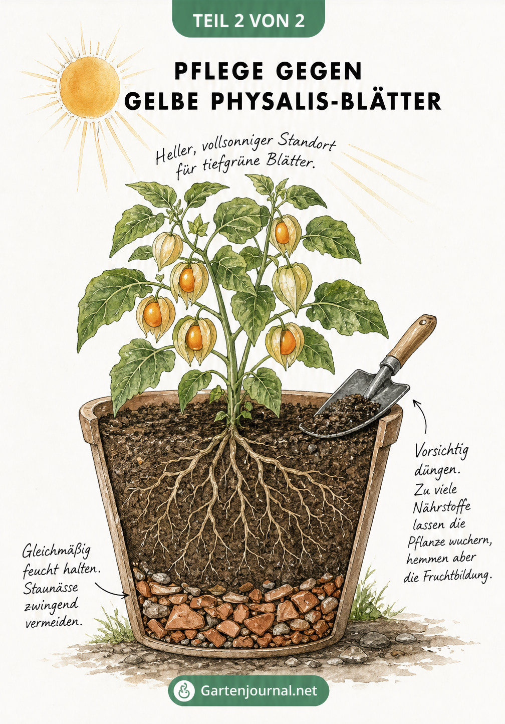 Querschnitt eines Pflanzkübels mit einer gesunden Physalis, die richtig gegossen und gedüngt wird