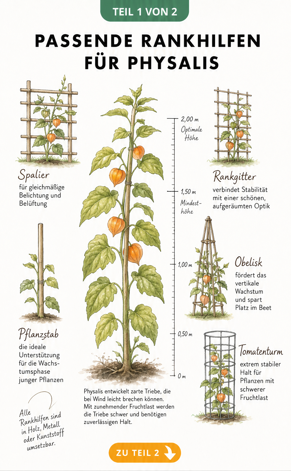 Botanische Skizze einer Physalis-Pflanze mit verschiedenen Rankhilfen wie Spalier, Pflanzstab, Rankgitter, Obelisk und Tomatenturm