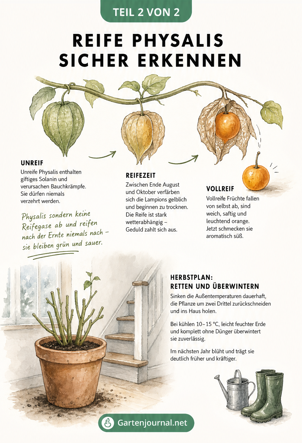 Aquarell-Illustration einer Physalis-Ranke mit Früchten in verschiedenen Reifestadien und einer Anleitung zur Überwinterung im Topf.