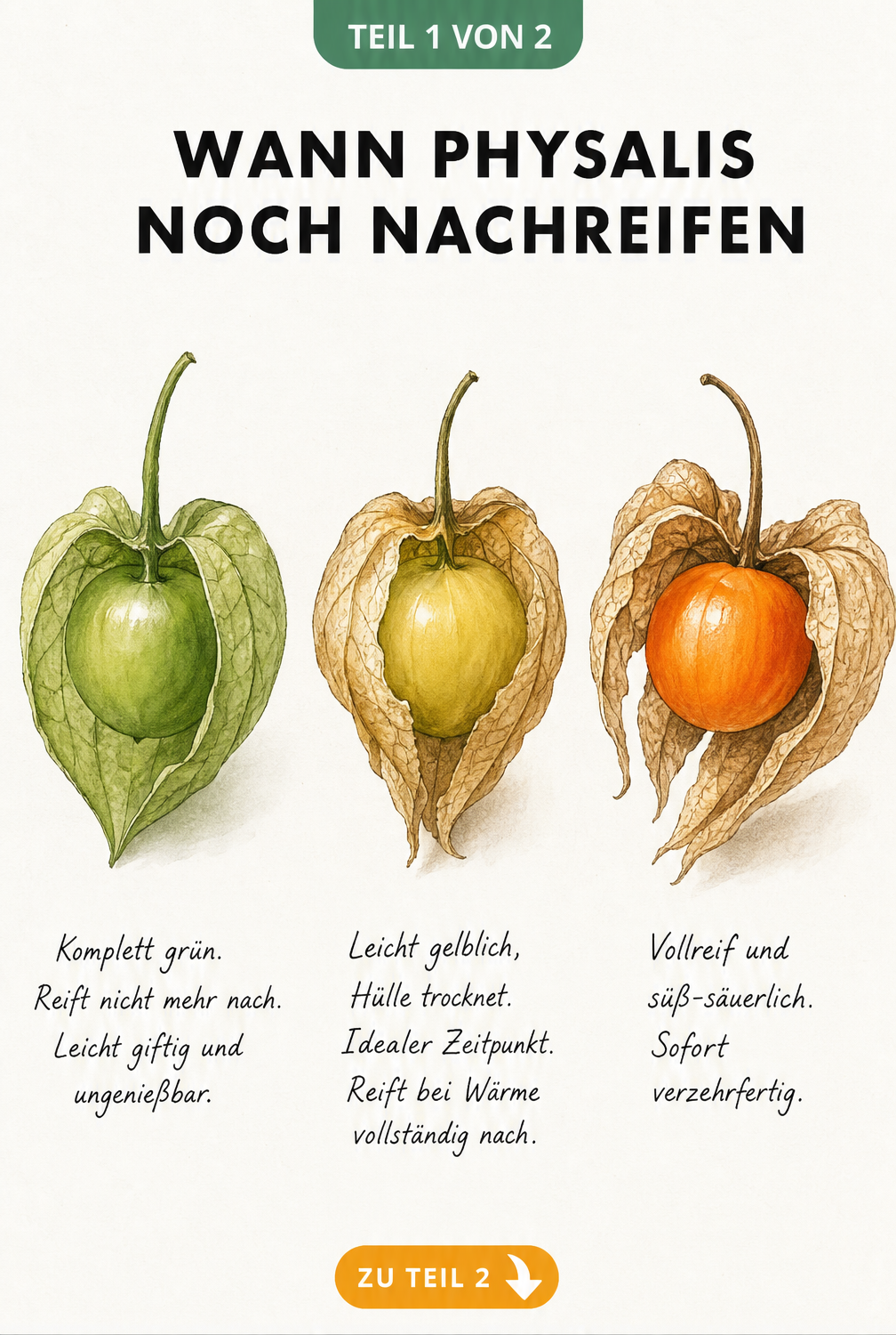 Illustration von drei Physalis-Früchten in verschiedenen Reifestadien von grün bis orange