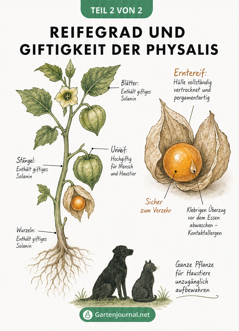 Botanische Aquarell-Illustration einer Physalispflanze, die giftige grüne Pflanzenteile und eine essbare, reife orange Beere mit vertrockneter Lampionhülle...
