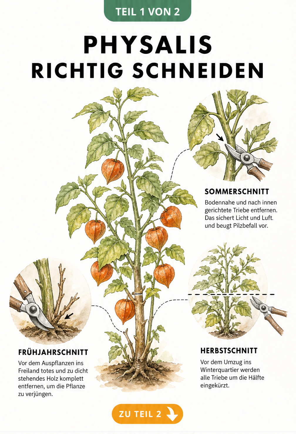 Illustration einer Physalispflanze mit Detailansichten für den Sommer-, Herbst- und Frühjahrsschnitt