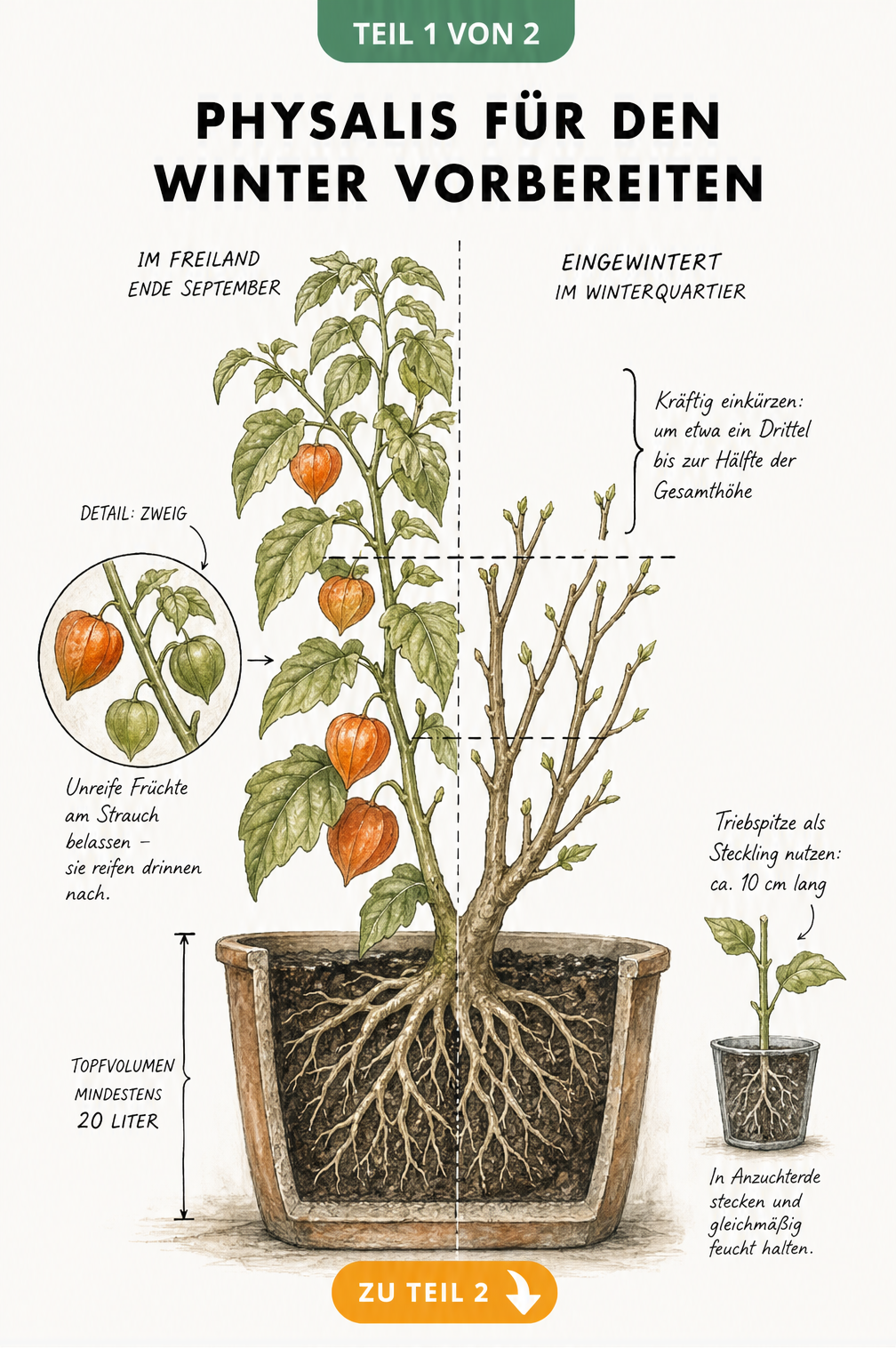 Botanische Illustration einer Physalis-Pflanze vor und nach dem Rückschnitt für die Überwinterung, mit Details zu Früchten und Stecklingen.