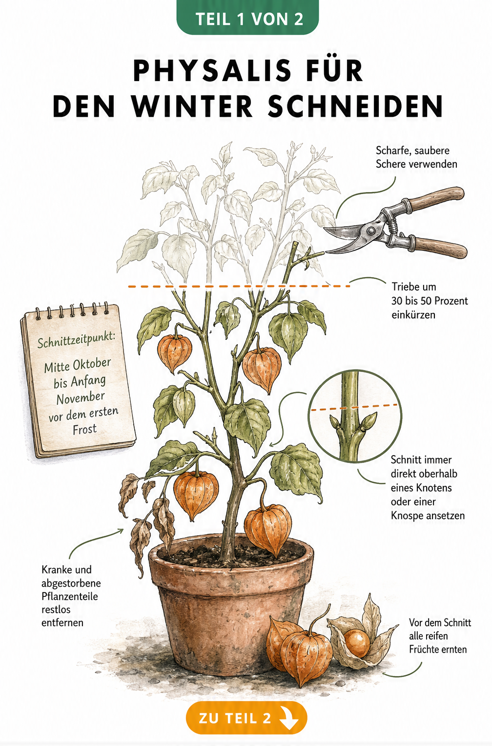 Illustration einer Physalis im Topf mit Anleitung zum Rückschnitt vor dem Winter