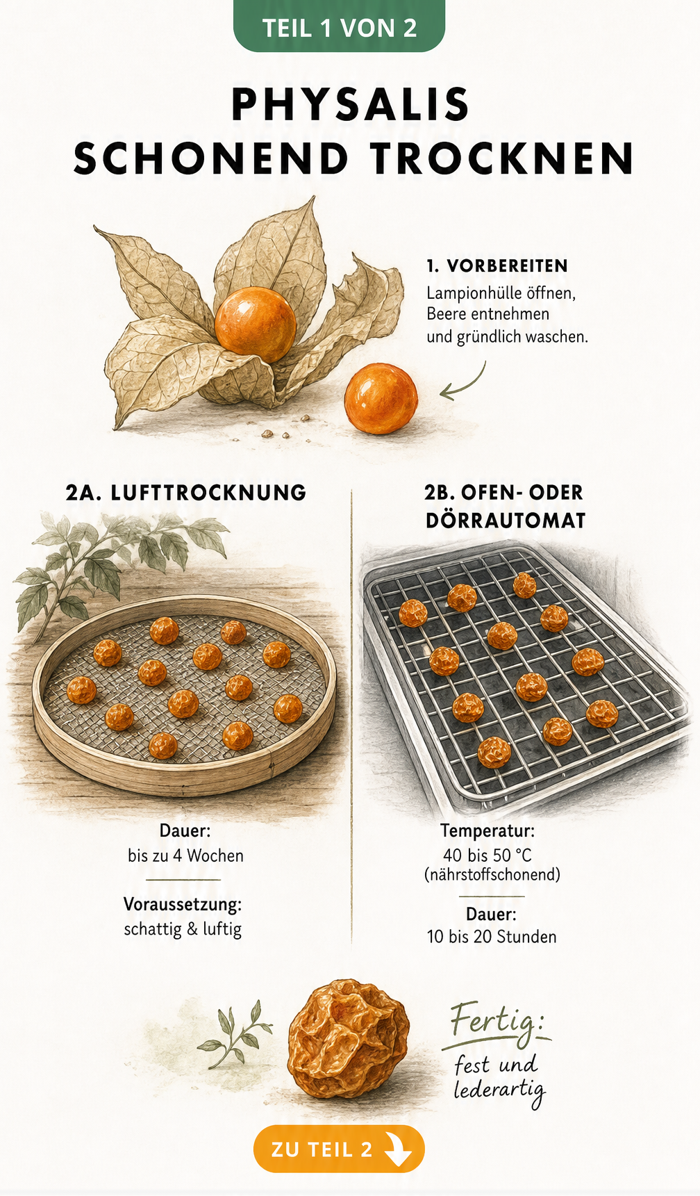 Illustration der Trocknungsmethoden für Physalis: Lufttrocknung auf einem Holzsieb und Trocknung im Dörrautomat auf einem Gitterrost.
