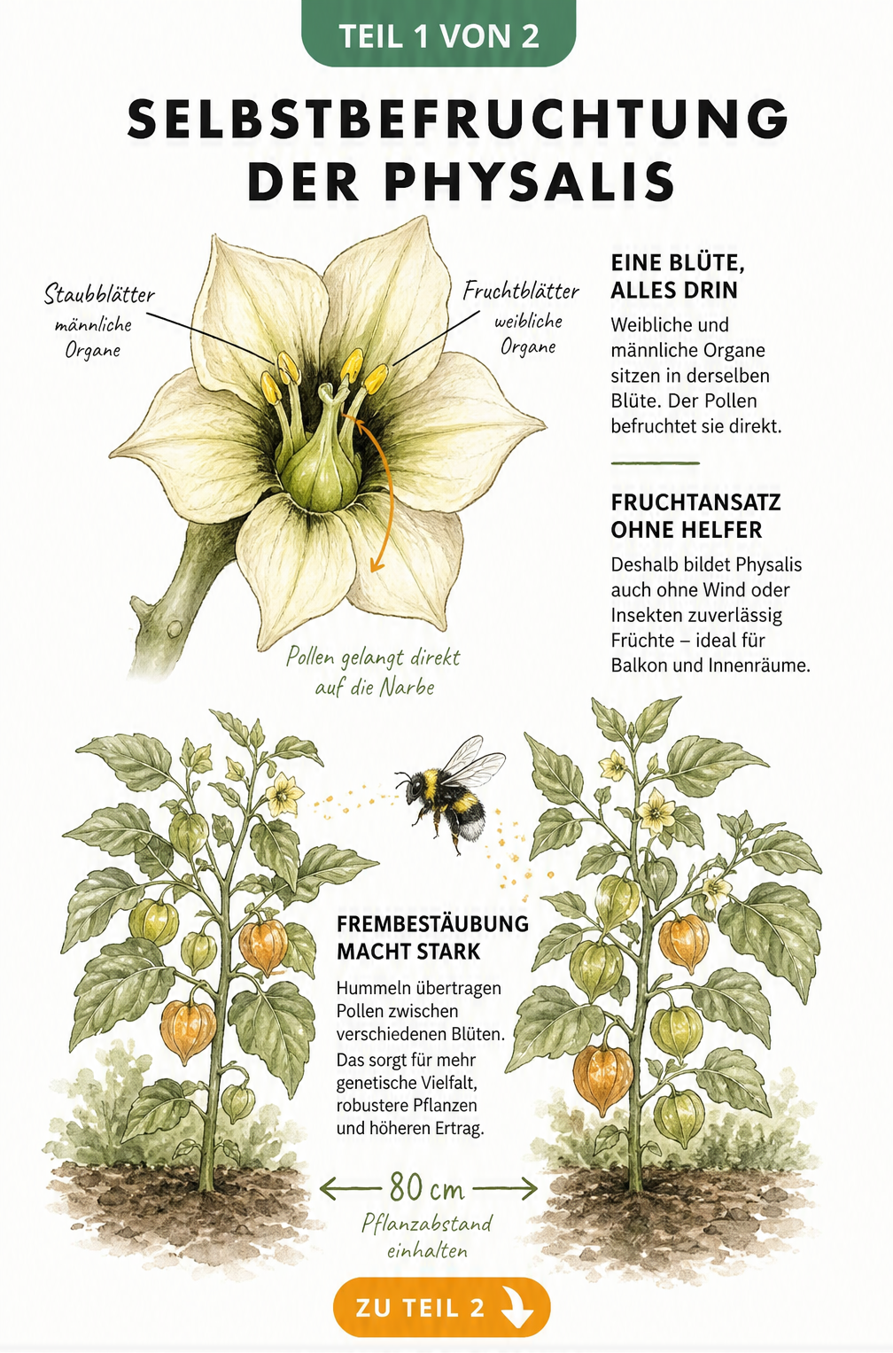 Botanische Illustration der Physalis-Blüte mit Staub- und Fruchtblättern sowie zwei Physalis-Pflanzen im Beet mit einer Hummel zur Fremdbestäubung