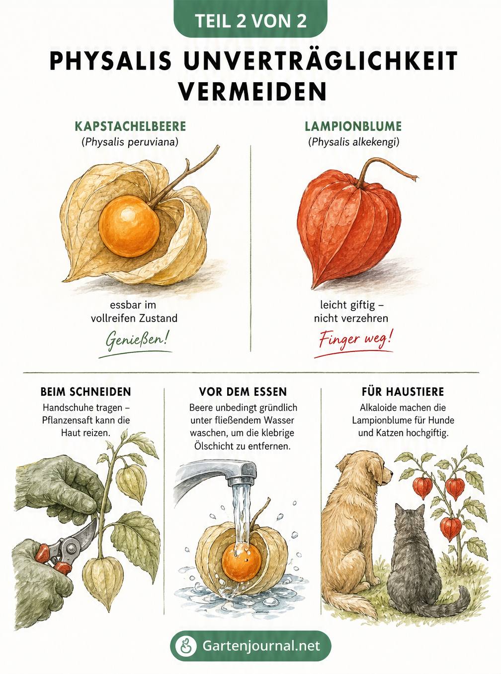 Skizzenhafter Vergleich von essbarer Kapstachelbeere und giftiger Lampionblume sowie Tipps zur sicheren Handhabung
