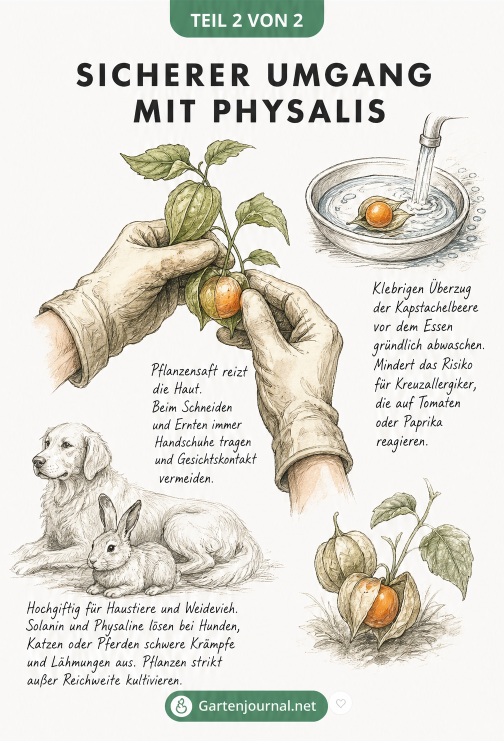 Skizze von Händen in Gartenhandschuhen, die einen Physalis-Zweig halten, mit Hinweisen zum sicheren Umgang und Schutz für Haustiere.