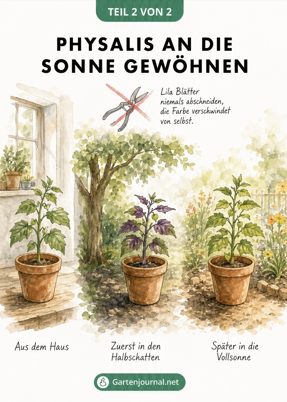 Illustration einer Physalis-Pflanze, die vom Haus über den Halbschatten in die Vollsonne wandert, mit durchgestrichener Gartenschere