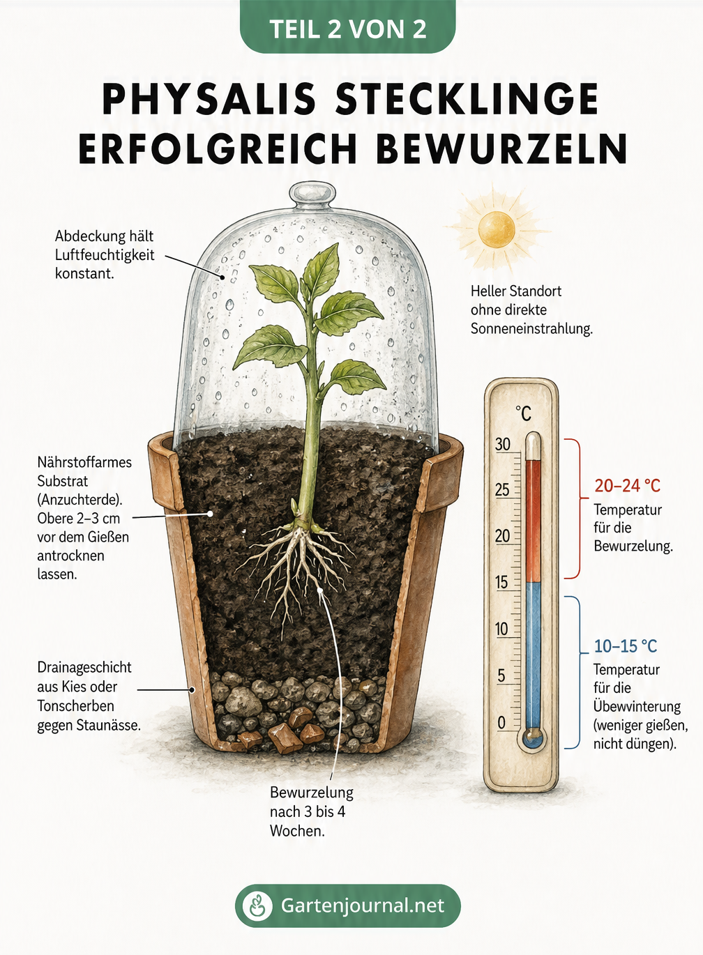 Querschnitt eines Anzuchttopfes mit Physalis-Steckling, Drainageschicht und transparenter Haube