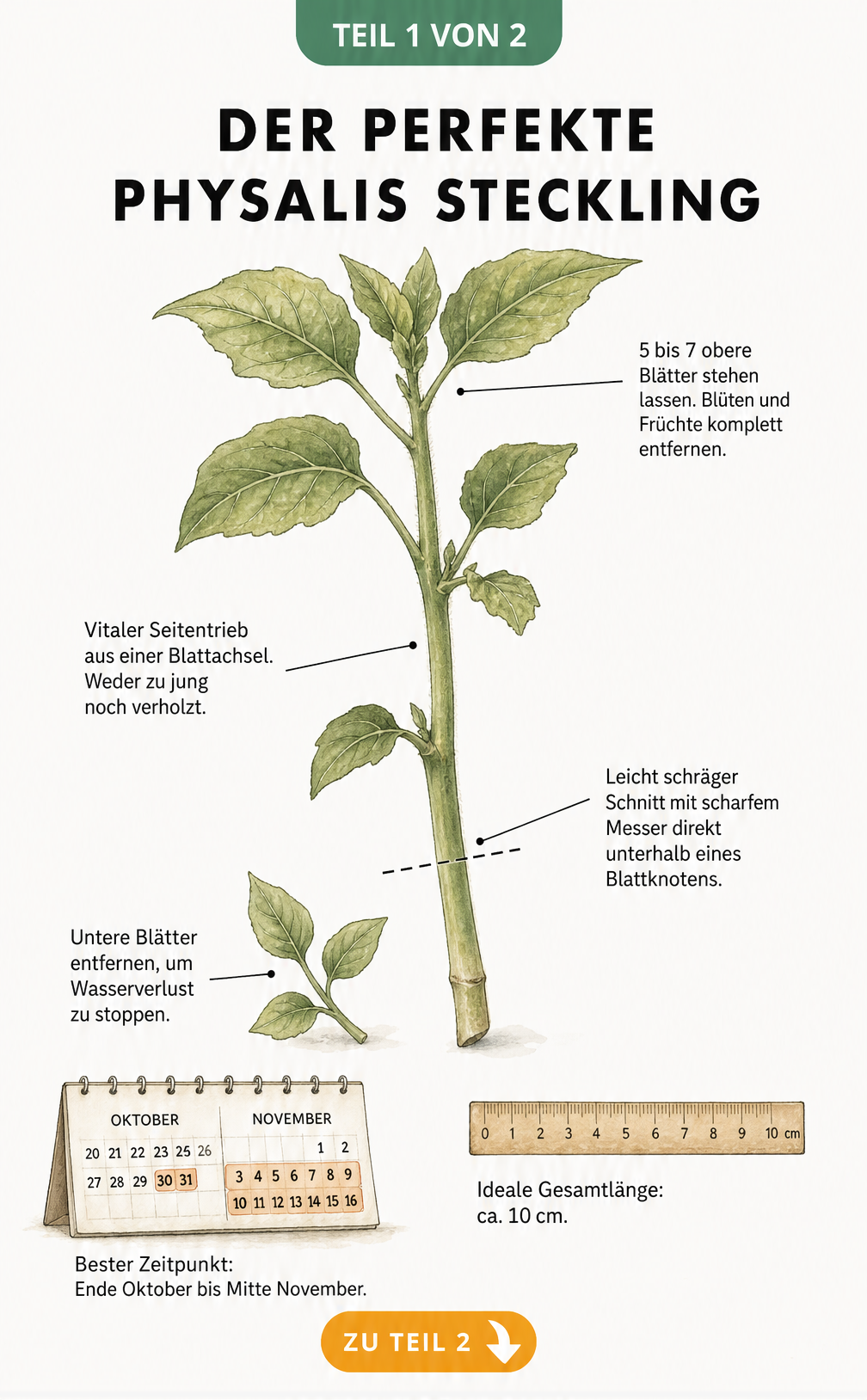 Botanische Illustration eines perfekten Physalis-Stecklings mit Markierungen für Schnitt und Blattentfernung