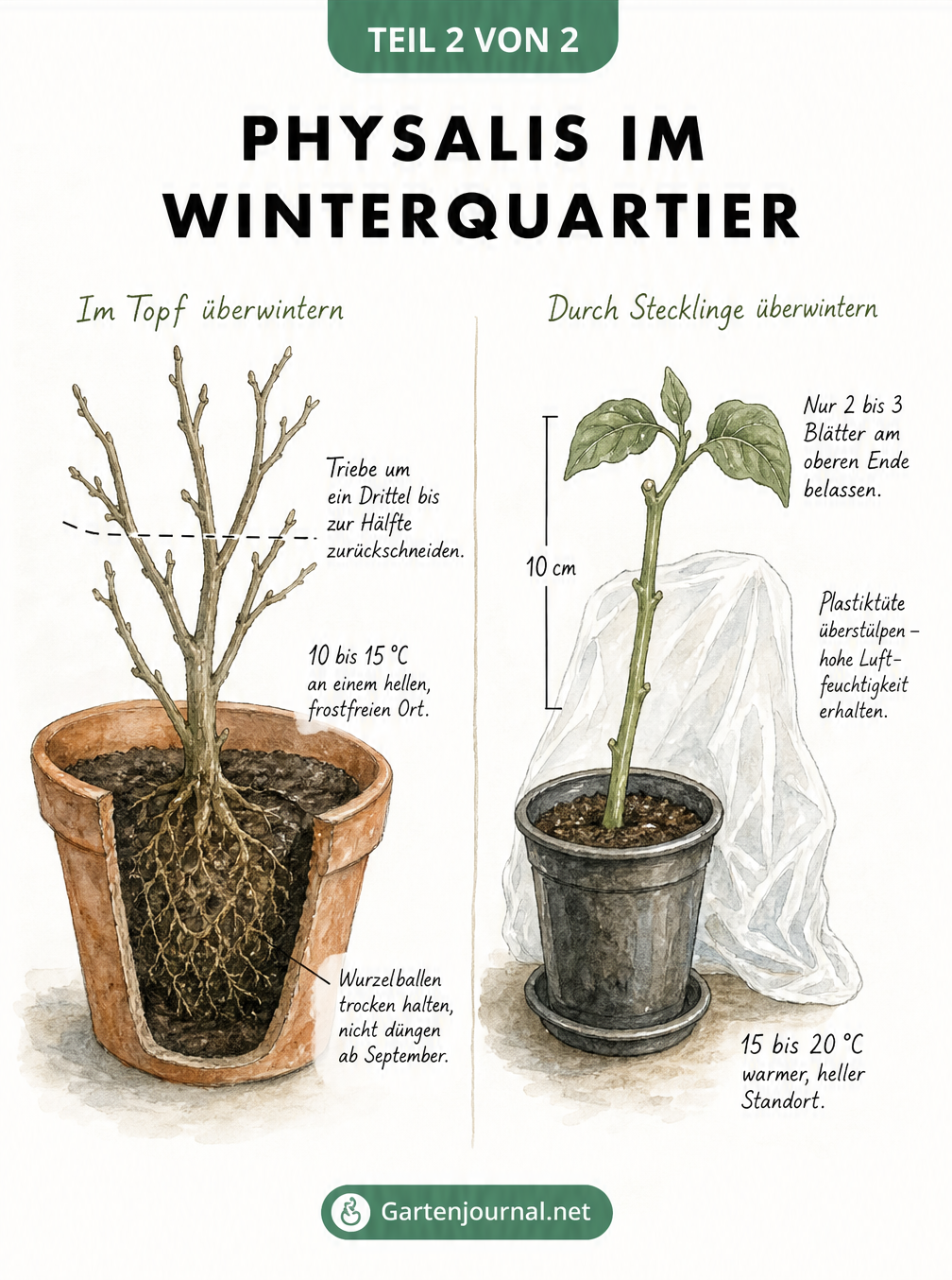 Aquarell-Illustration zur Überwinterung von Physalis: Rückschnitt im Topf und Stecklingsvermehrung mit Temperaturangaben.