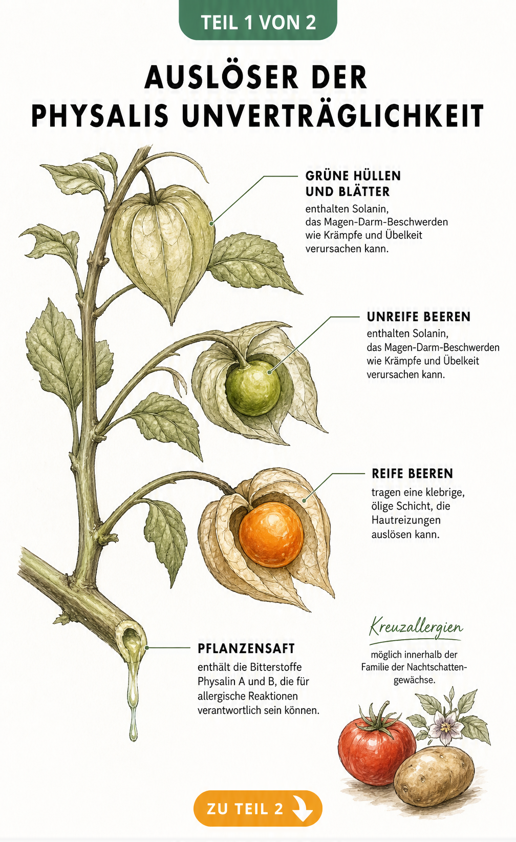 Botanische Illustration eines Physalis-Zweiges mit unreifen und reifen Beeren sowie Hinweisen zu Solanin und Bitterstoffen