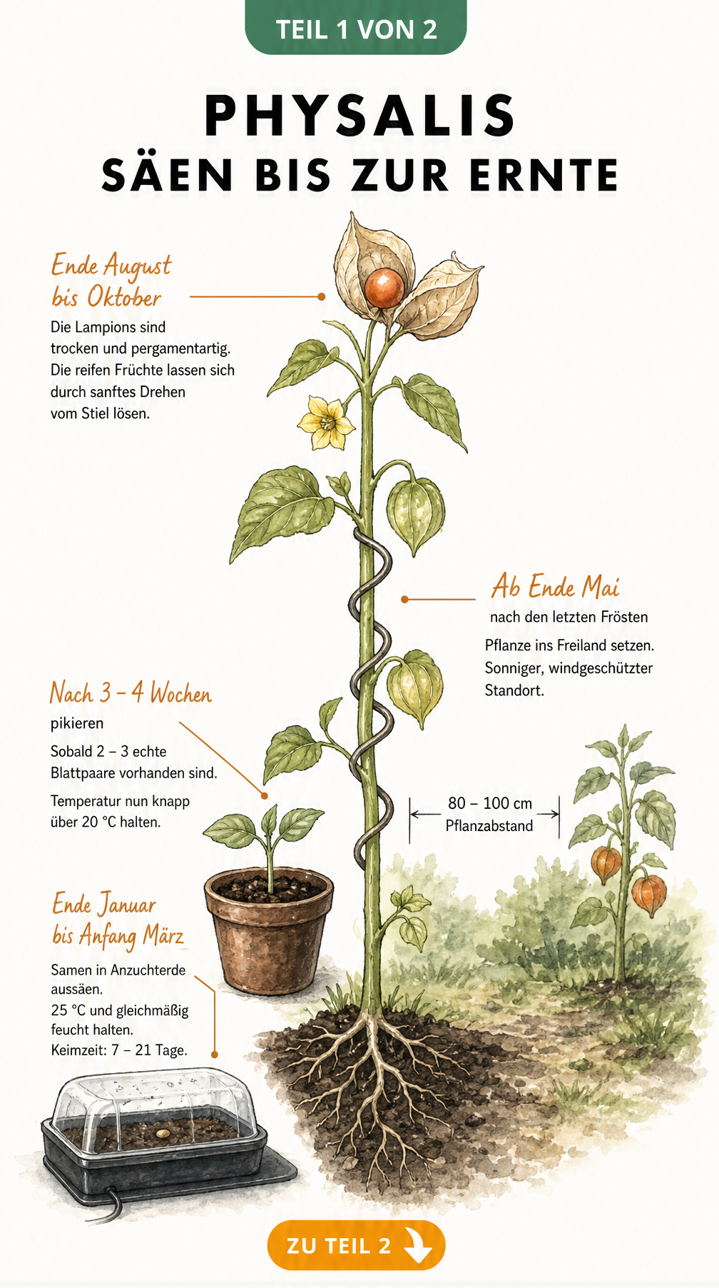 Botanische Illustration einer Physalis-Pflanze von der Aussaat bis zur Ernte mit Zeitachse