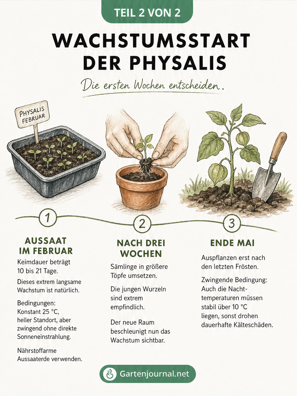 Illustrierter Zeitstrahl der frühen Wachstumsphasen einer Physalis von der Aussaat im Februar über das Pikieren bis zum Auspflanzen Ende Mai.