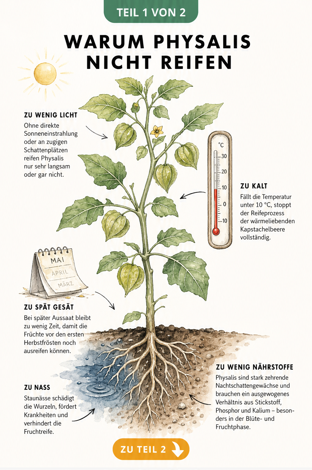 Botanische Illustration einer Physalispflanze im Querschnitt, die fünf Wachstumsblockaden wie Lichtmangel, Kälte, späte Aussaat, Staunässe und Nährstoffmangel...