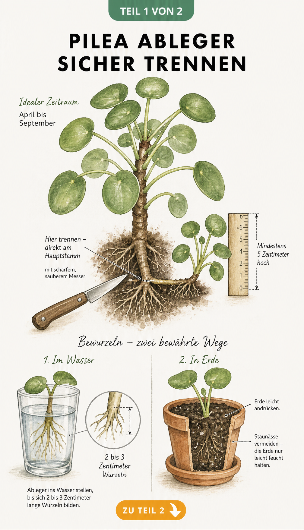 Illustration einer Pilea-Mutterpflanze mit Wurzelwerk und Kindel, die zeigt, wie man Ableger mit einem scharfen Messer trennt und im Wasserglas oder in Erde...