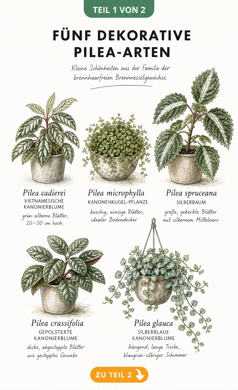 Illustration von fünf dekorativen Pilea-Arten mit ihren botanischen Namen und Wuchsformen