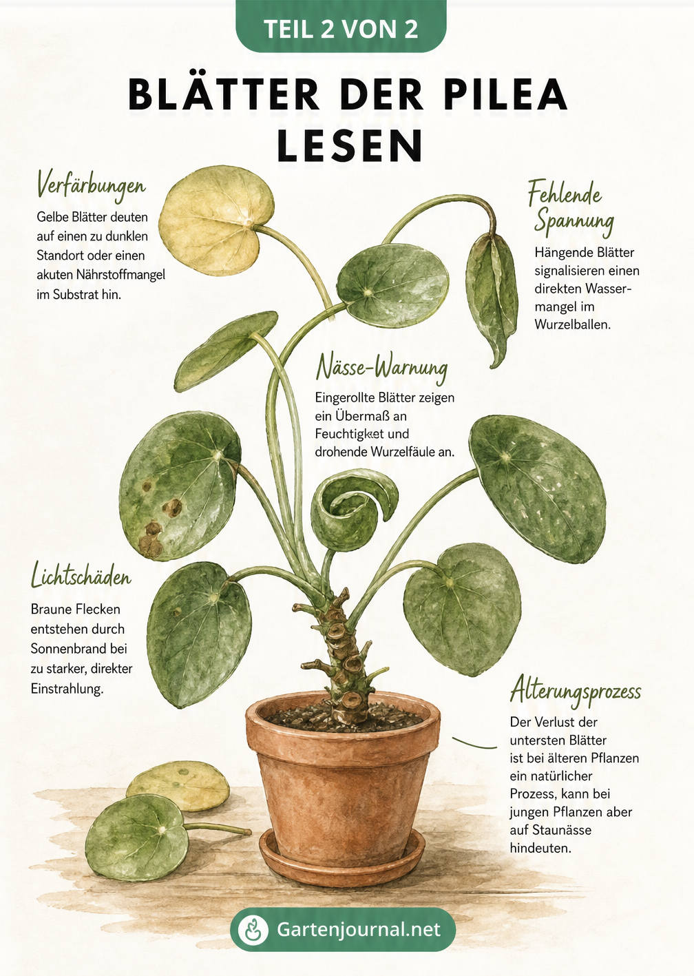 Illustration von Pilea-Blättern mit Erklärungen zu Verfärbungen, hängenden Blättern und braunen Flecken