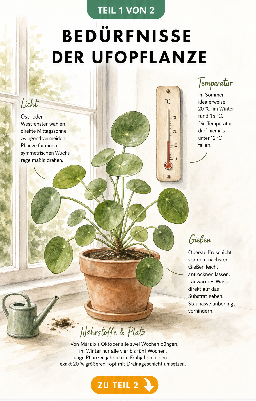 Botanische Illustration der Pilea peperomioides mit Pflegehinweisen zu Licht, Temperatur, Gießen und Düngen