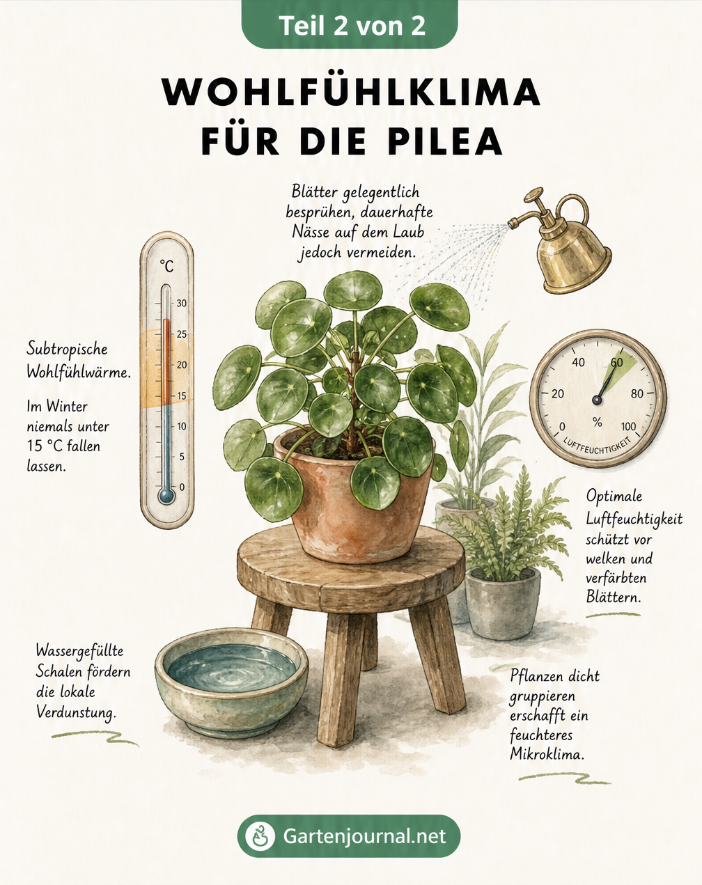 Botanische Illustration einer Pilea mit Thermometer, Hygrometer und Methoden zur Luftbefeuchtung.