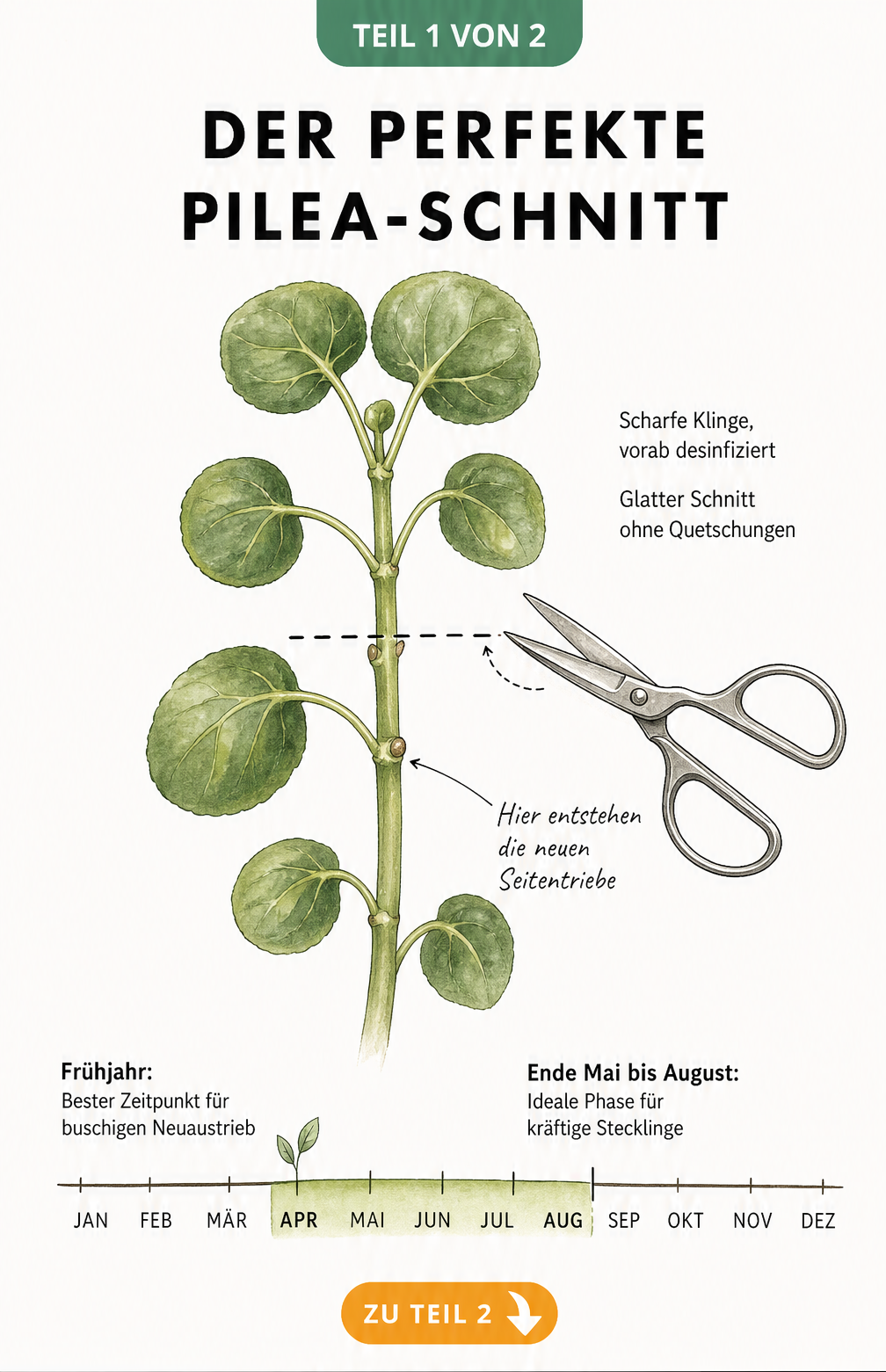 Botanische Illustration eines Pilea-Triebs mit Markierung der Schnittstelle über einem Blattknoten und Zeitstrahl für den besten Schnittzeitpunkt