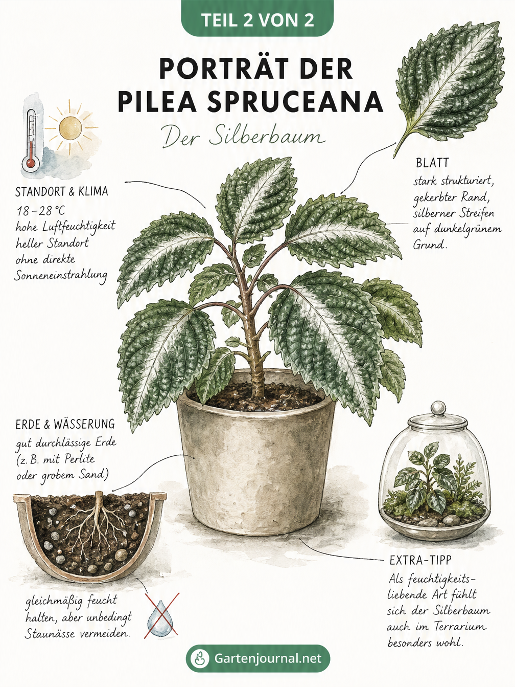 Detaillierte Illustration der Pilea spruceana 'Silver Tree' mit Pflegehinweisen zu Standort und Boden