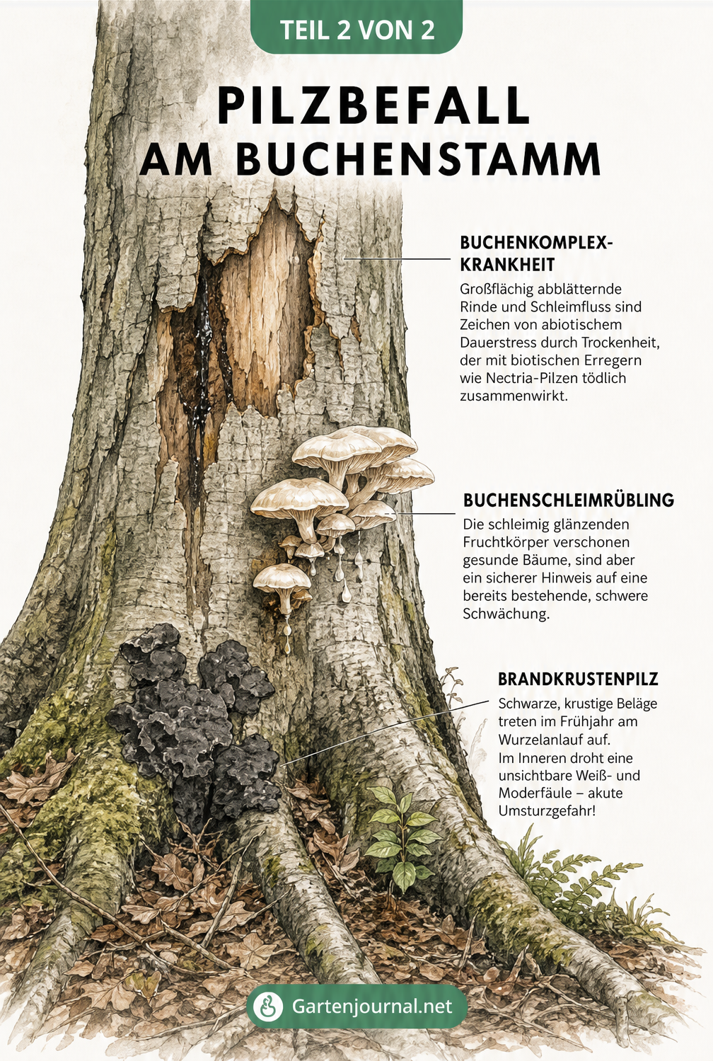 Illustration eines Buchenstamms mit Brandkrustenpilz, Buchenschleimrübling und Buchenkomplexkrankheit