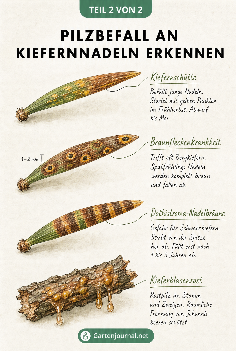 Detailansicht von vier Kiefernnadeln mit spezifischen Schadbildern von Kiefernschütte, Braunfleckenkrankheit, Dothistroma-Nadelbräune und Kiefernblasenrost