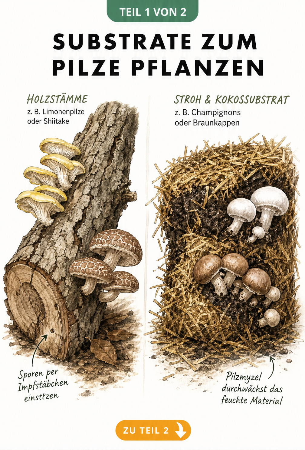 Illustration von Pilzsubstraten: Limonenpilze und Shiitake auf einem Holzstamm sowie Champignons auf einem Strohballen mit Kokossubstrat.