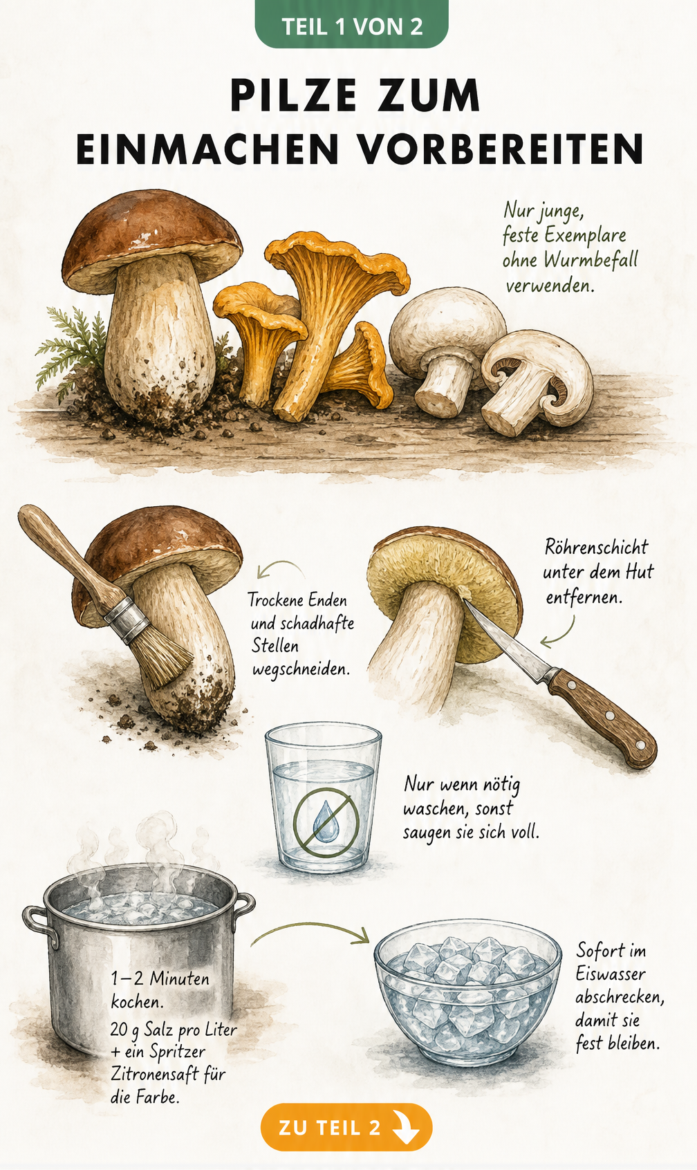 Illustration von Pilzen wie Steinpilz und Pfifferling mit Anleitung zum Putzen und Blanchieren