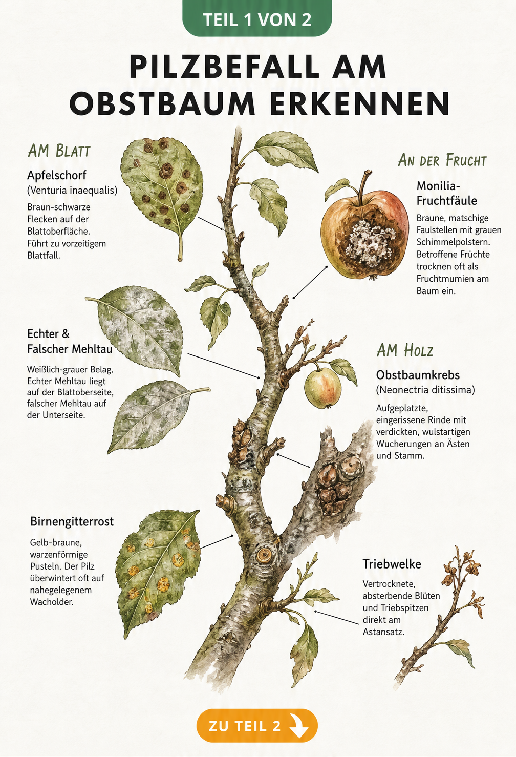 Botanische Illustration von Schadbildern an Obstbäumen wie Apfelschorf, Mehltau, Monilia-Fruchtfäule und Obstbaumkrebs