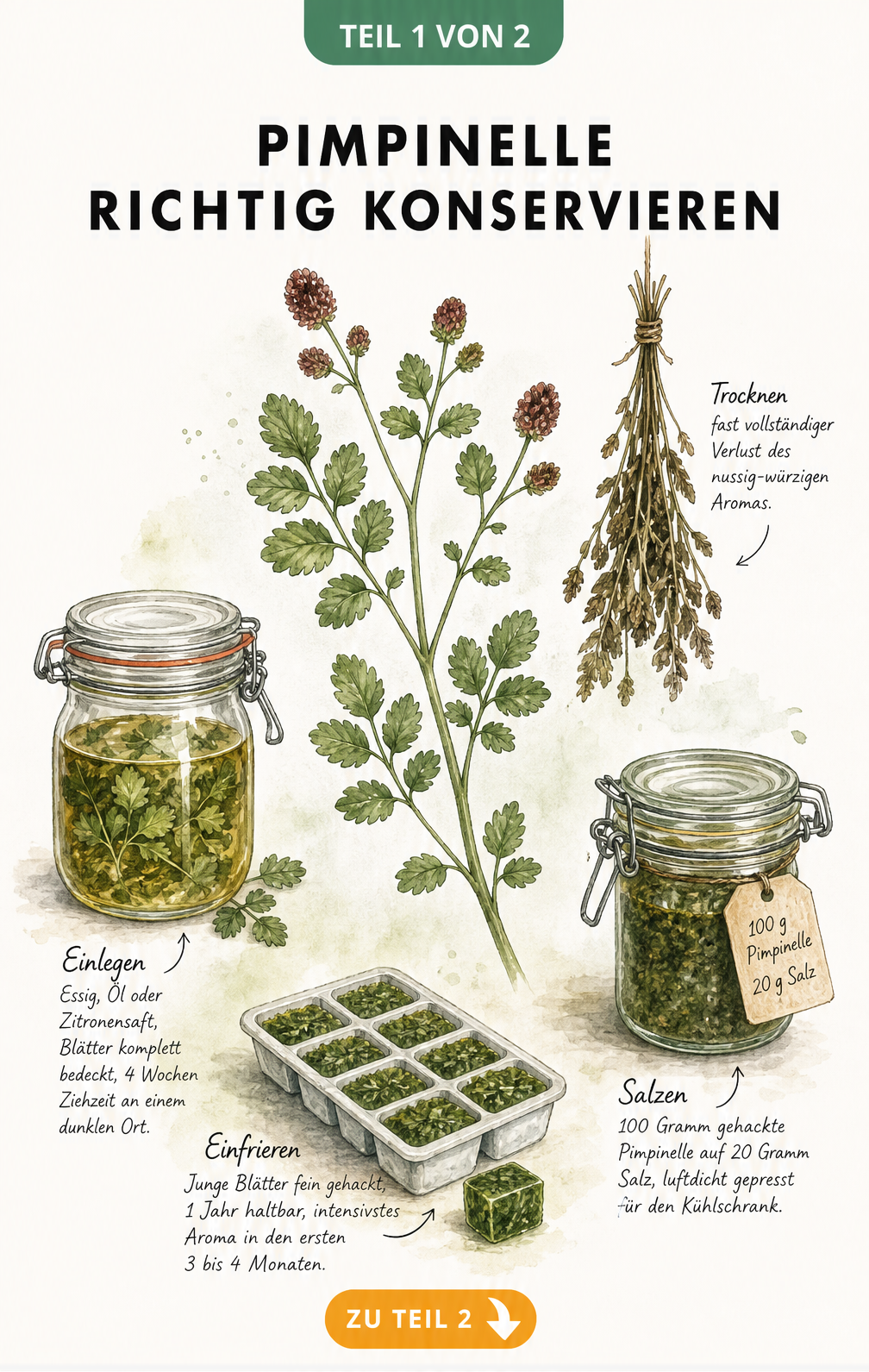 Botanische Illustration eines Pimpinellen-Zweigs mit verschiedenen Methoden zur Konservierung wie Trocknen, Einlegen in Essig, Einfrieren und Einsalzen.