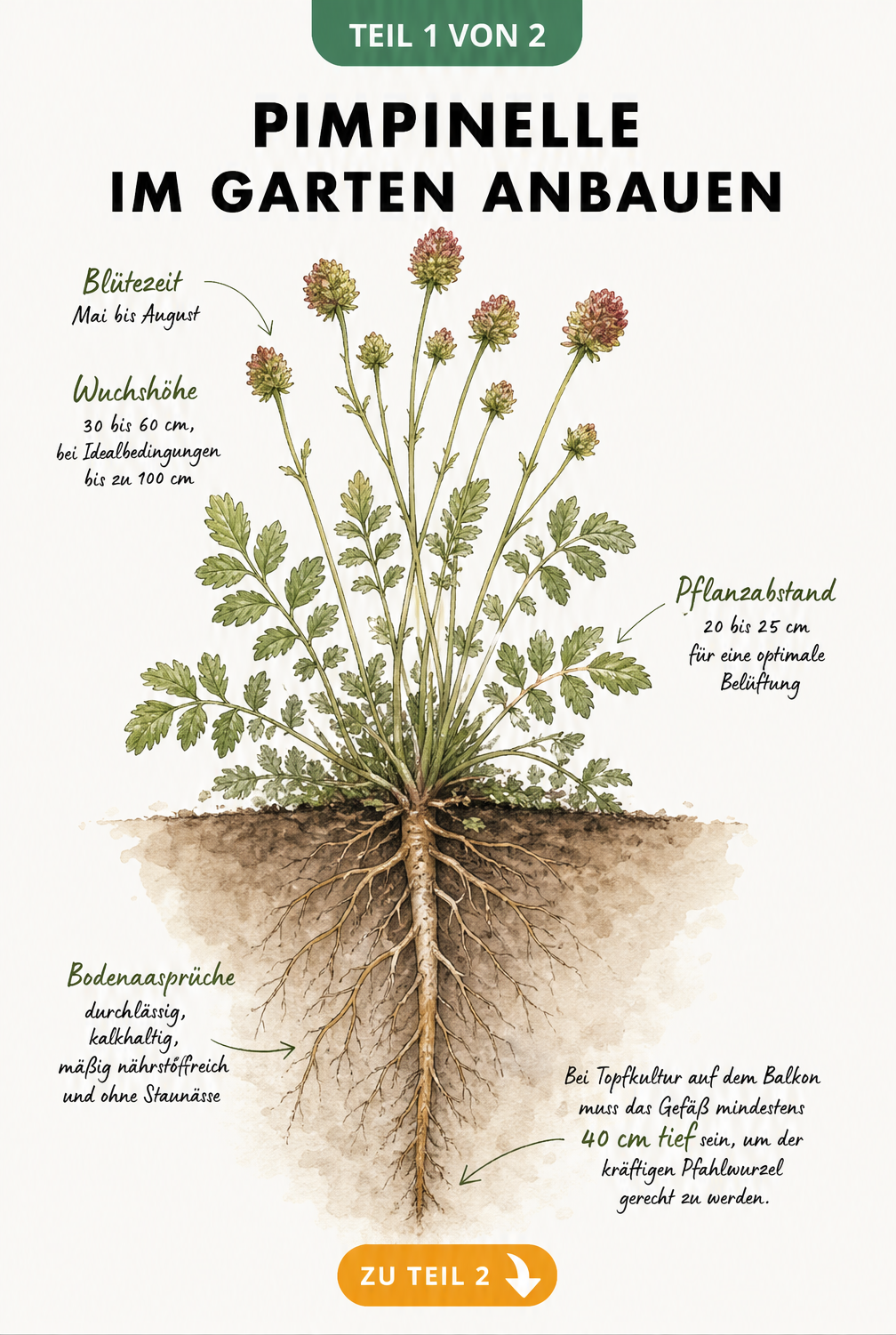 Botanische Illustration der Pimpinelle mit Wurzelwerk, Blüten und Blättern sowie Hinweisen zu Wuchshöhe und Bodenansprüchen