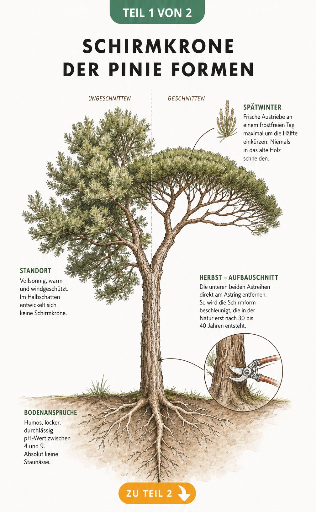 Botanische Illustration eines Pinienbaums, die den Aufbau der Schirmkrone, den Schnitt im Spätwinter und die Bodenansprüche zeigt.