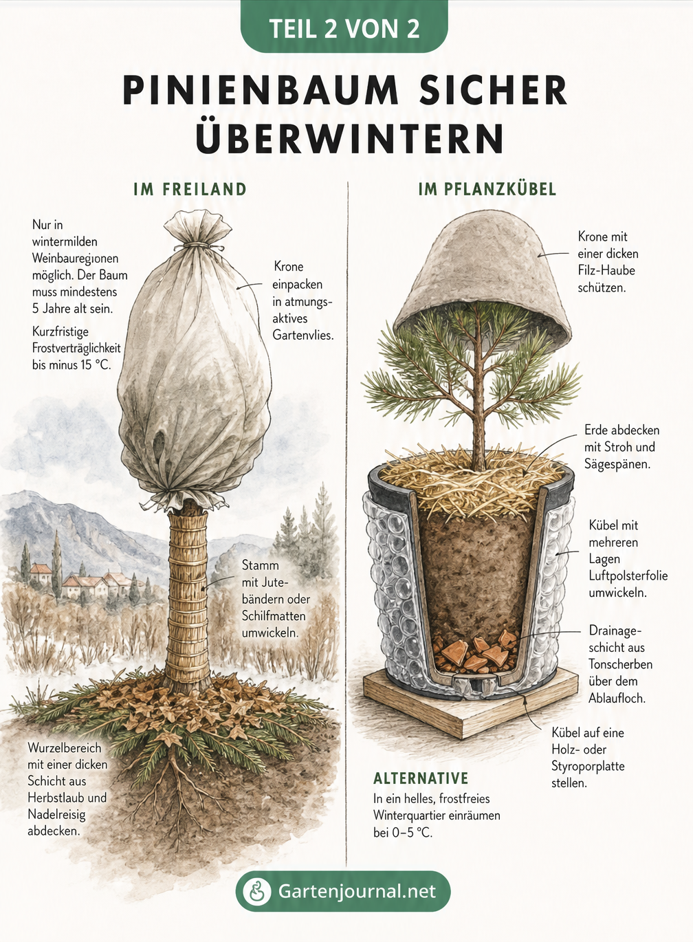 Skizze zur Überwinterung eines Pinienbaums im Freiland mit Winterschutz und im Kübel mit Isolierung.