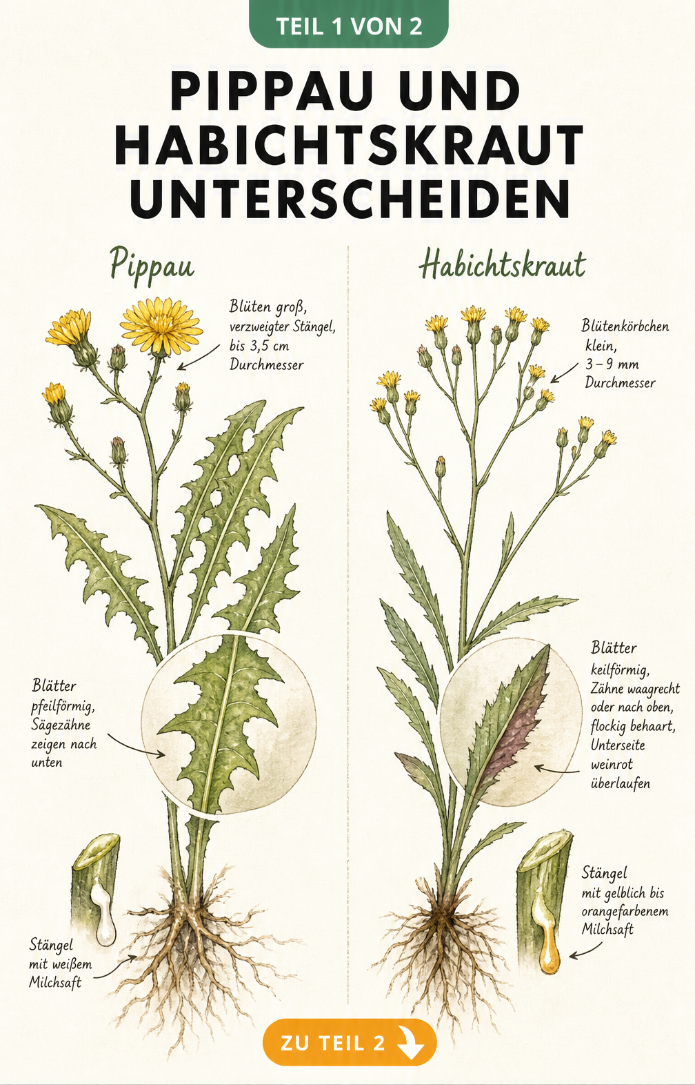 Botanische Illustration von Pippau und Habichtskraut mit Details zu Blüten, Blättern und Milchsaft