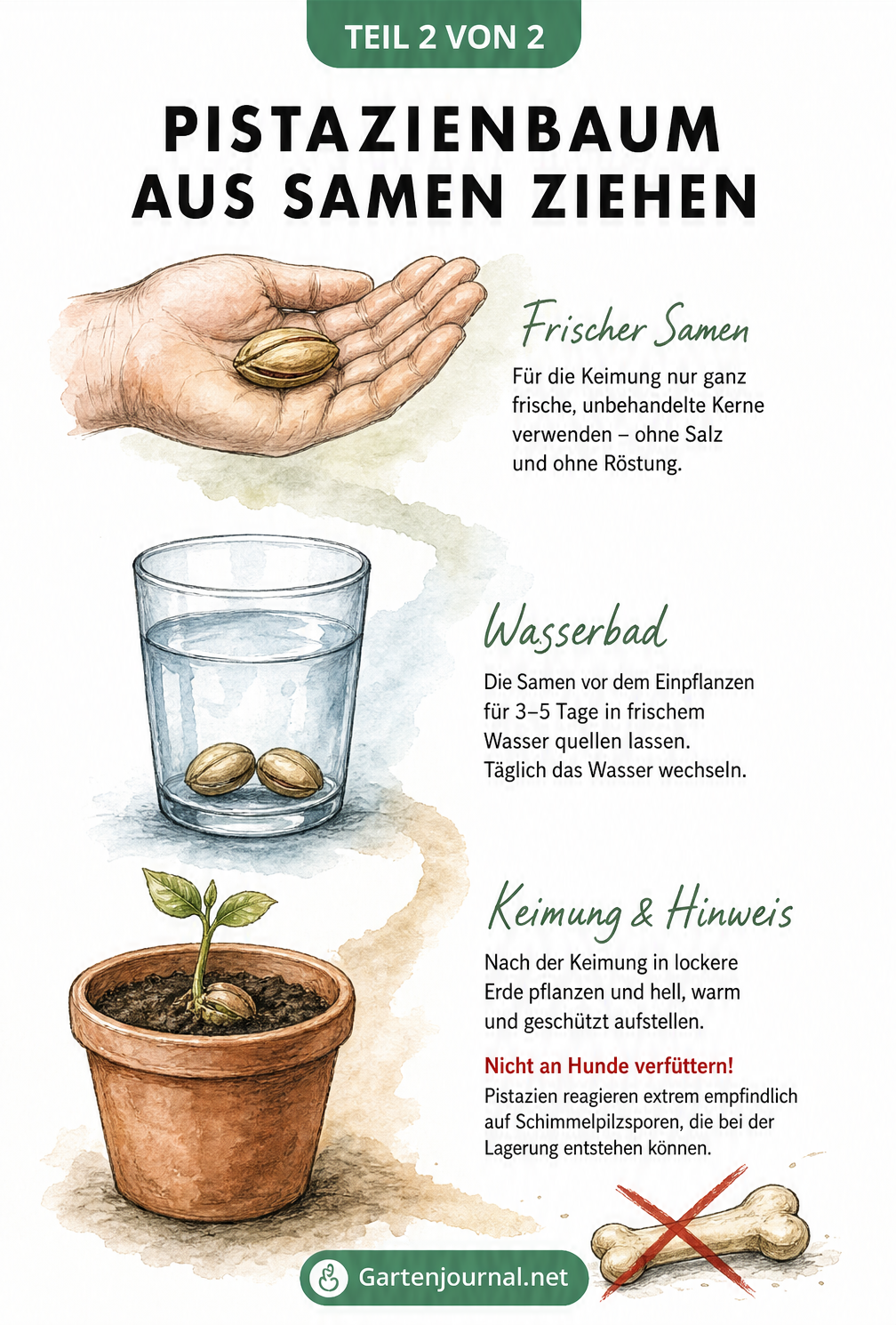Illustration der Anzucht eines Pistazienbaums aus einem frischen Samen im Wasserglas bis zum Keimling