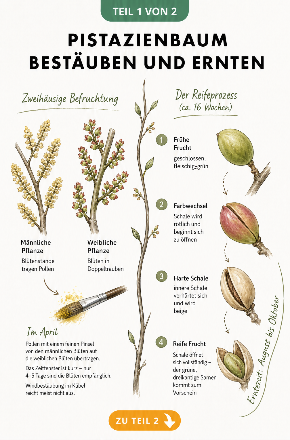 Illustration der zweihäusigen Befruchtung und des Reifeprozesses von Pistazien