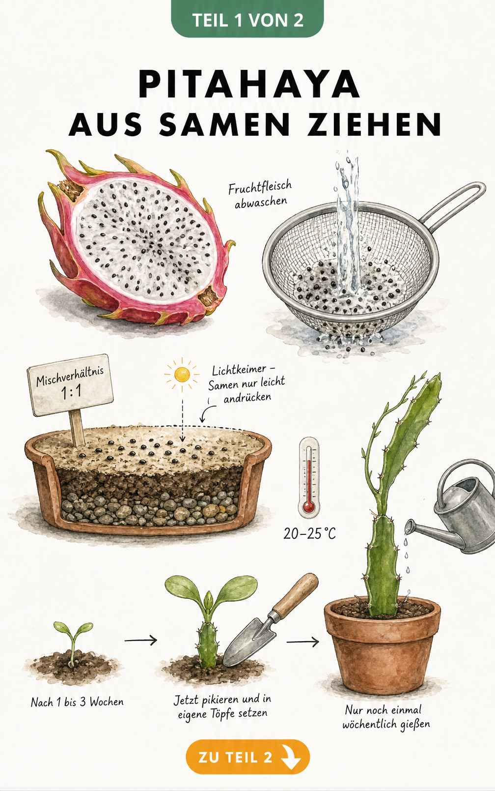 Handgezeichnete botanische Illustration zur Anzucht einer Pitahaya aus Samen, von der Samengewinnung über die Aussaat bis zum Keimling.