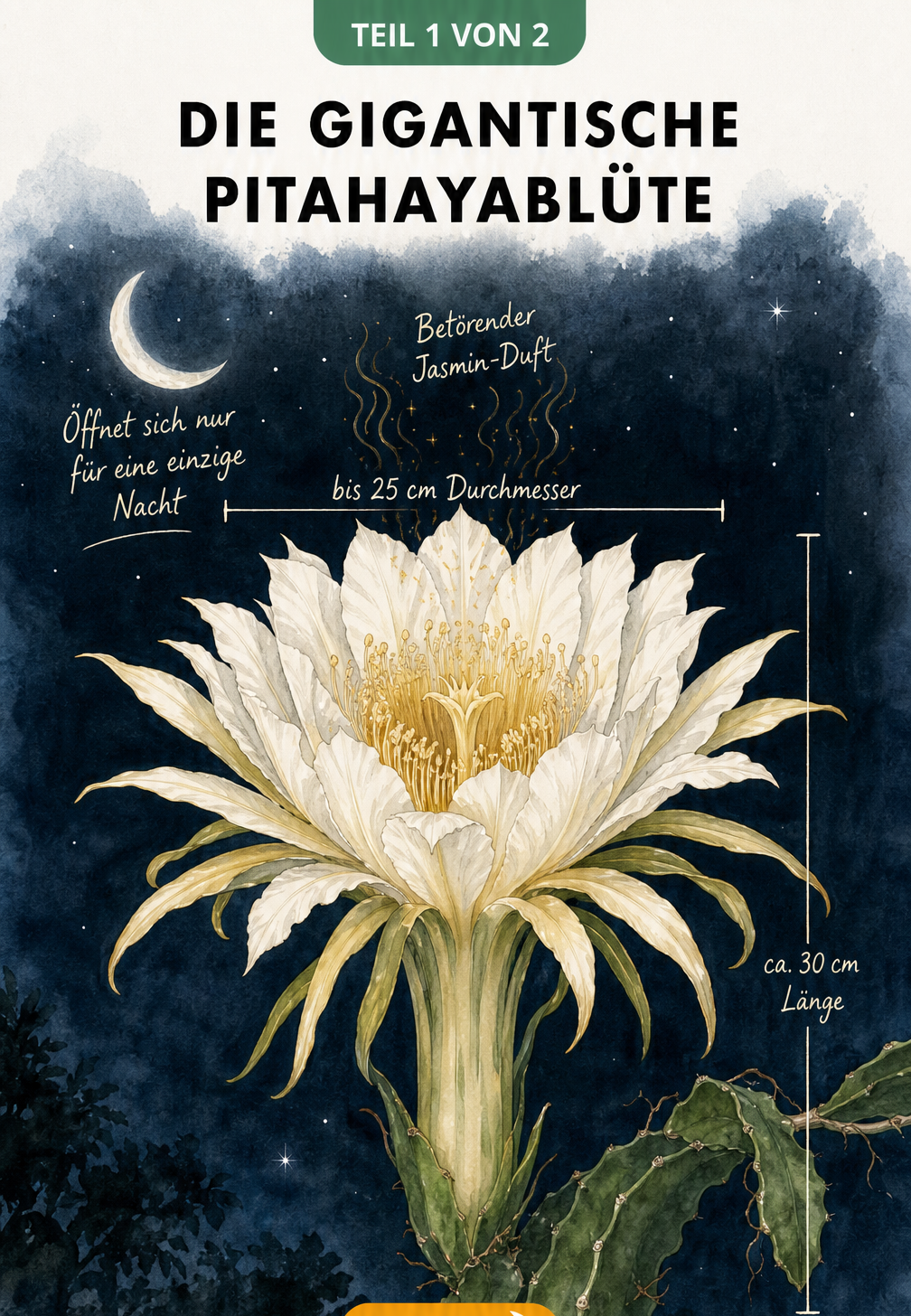 Botanische Illustration der gigantischen Pitahayablüte mit Maßangaben und Mondsichel