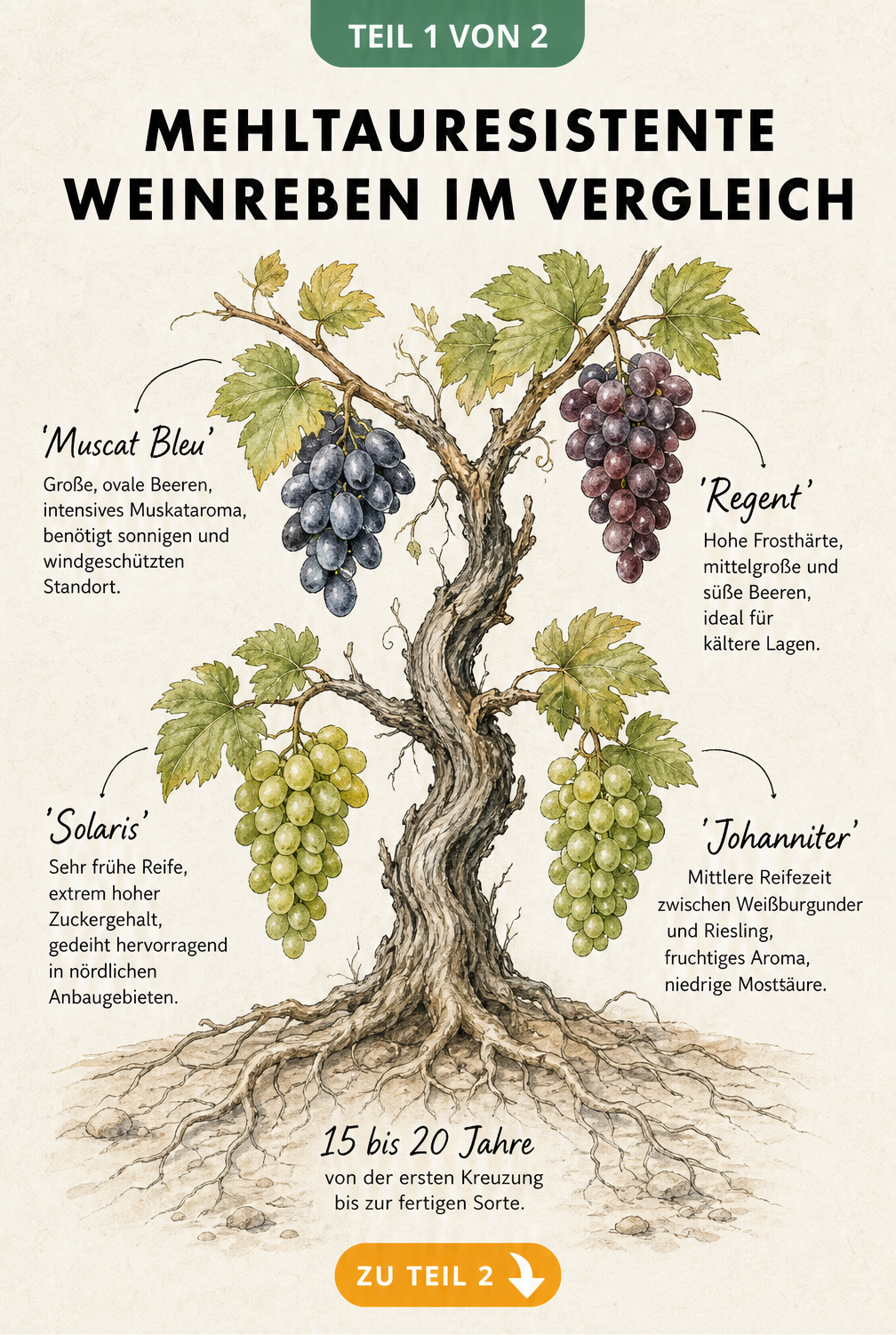 Illustration einer PIWI-Weinrebe im Vergleich zu einer konventionellen Rebe mit Mehltau-Befall und Bodenverdichtung