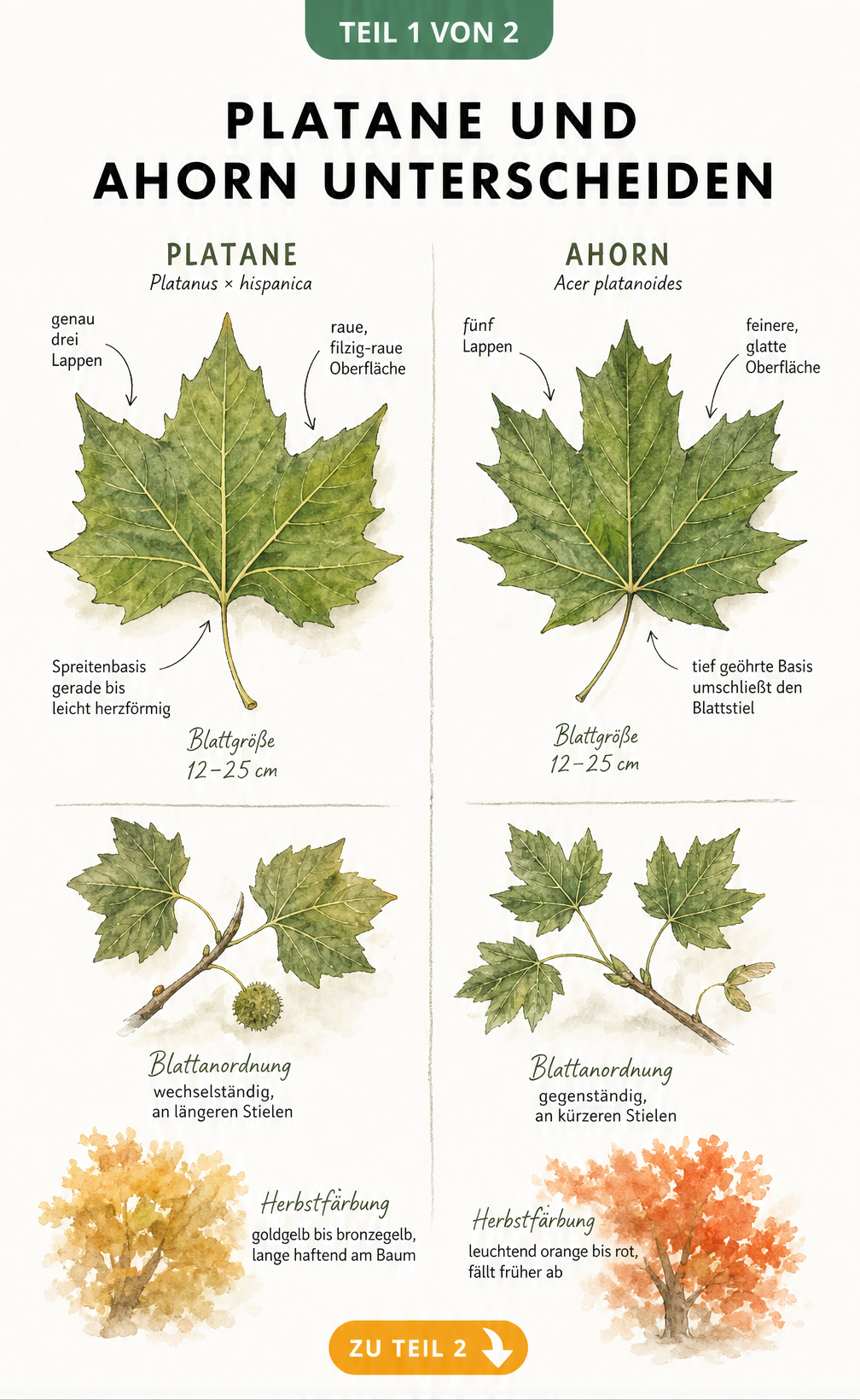 Botanische Illustration der Blätter von Platane und Ahorn im Vergleich