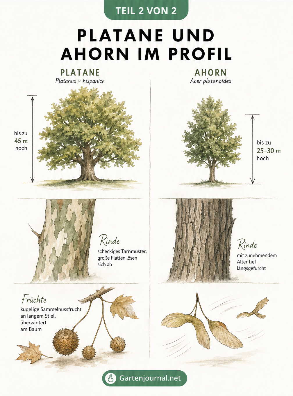 Illustration von Wuchsform, Rinde und Früchten bei Platane und Ahorn
