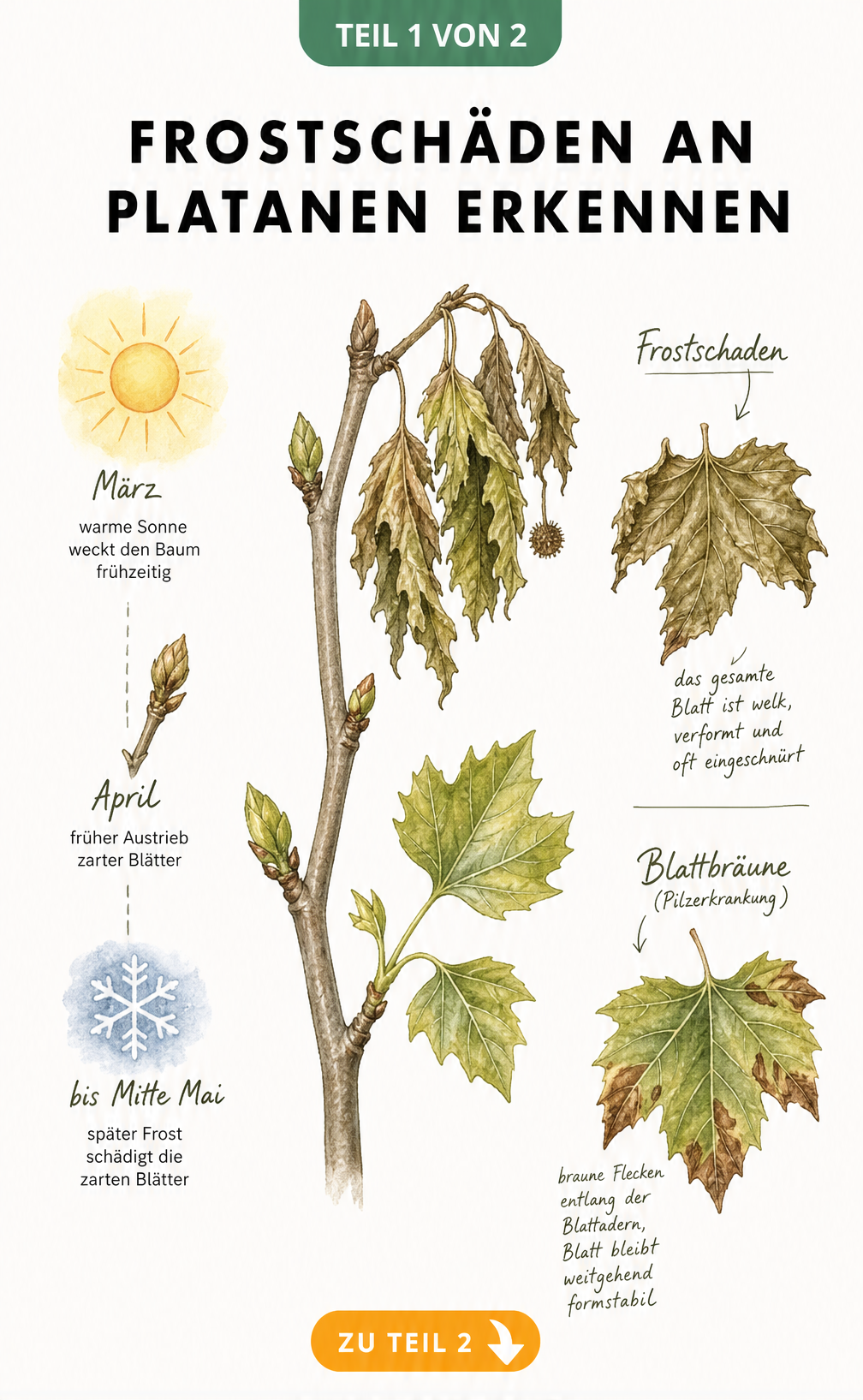Botanische Illustration eines Platanenzweigs mit Frostschaden und Vergleich zur Blattbräune
