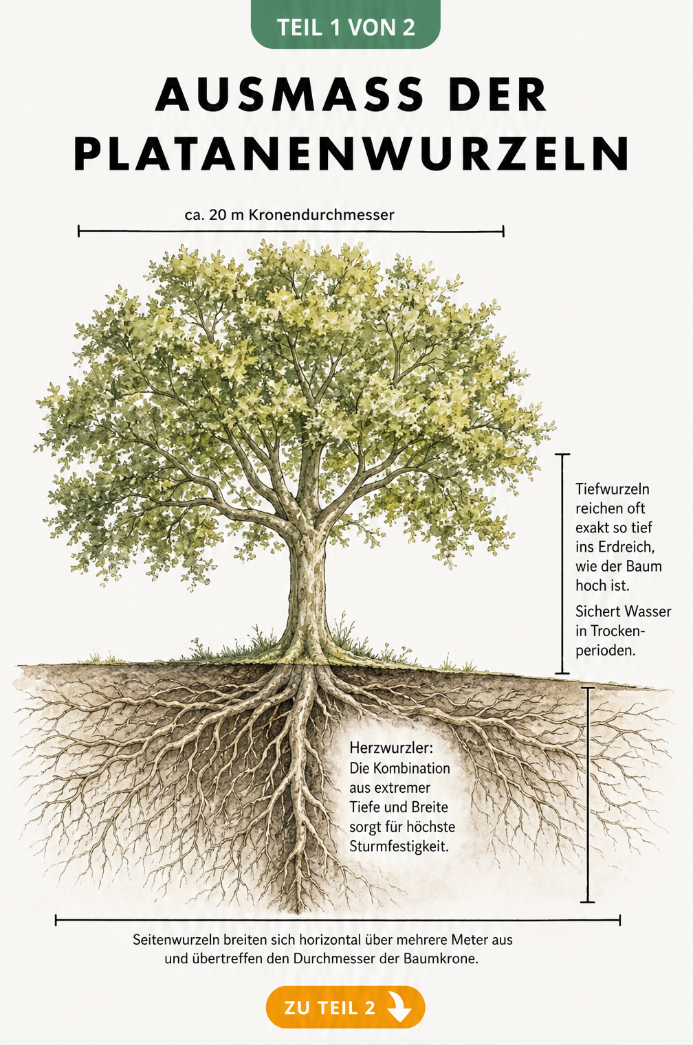 Querschnitt-Illustration einer Platane, die das tiefe und breite Herzwurzelsystem im Verhältnis zur Baumkrone zeigt.